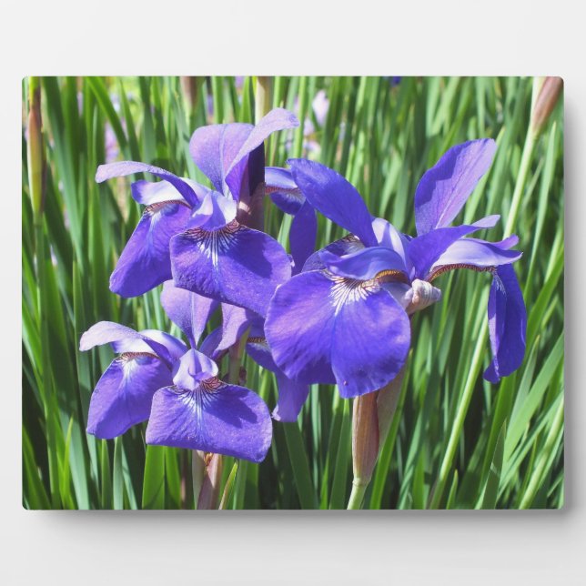 Plaque photo Purple Irises (Devant)