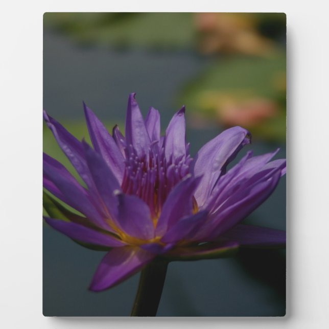 Plaque Photo Purple Waterlily (Devant)
