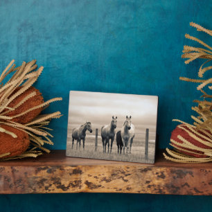Plaque Photo Quart De Chevaux Sur Les Prairies Canadiennes
