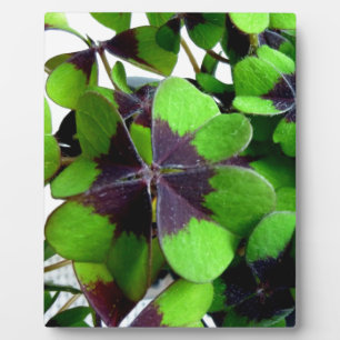 Plaque Photo Quatre feuilles Shamrock de trèfle St. Patrick’s L
