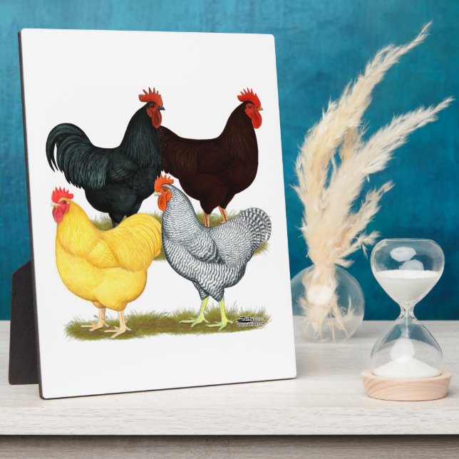 Plaque Photo Quatuor de poulet à coq lourd (Côté)