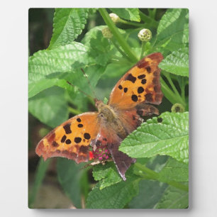Plaque Photo Question Mark Butterfly on Lantana