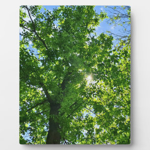 Plaque Photo Regardant vers les feuilles vertes et le ciel bleu