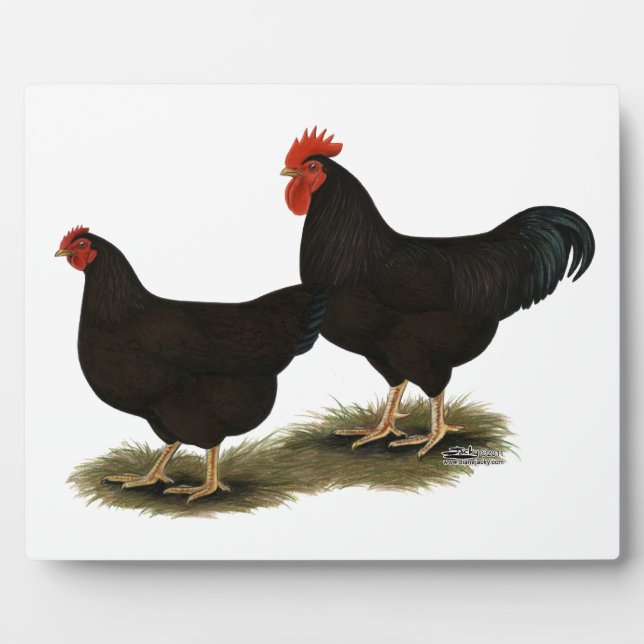Plaque Photo Rhode Island Red Bantams (Devant)