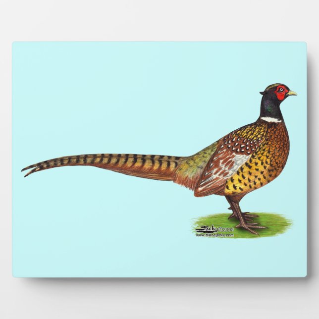 Plaque Photo Ringneck Pheasant Rooster (Devant)