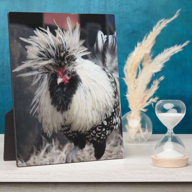 Plaque Photo Rooster polonais en crête (Côté)