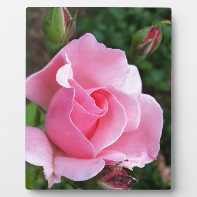 Plaque Photo rose (Devant)