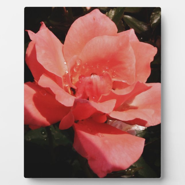 Plaque Photo rose de pêche et détritus (Devant)