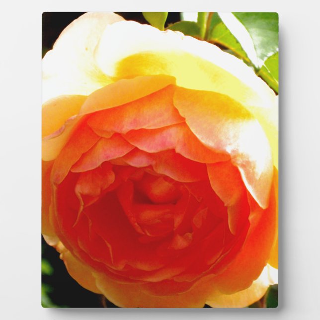 Plaque Photo Rose jaune (Devant)