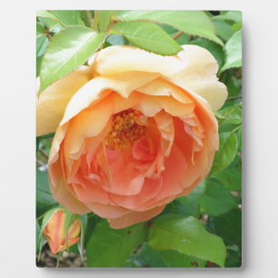 Plaque Photo Rose orange