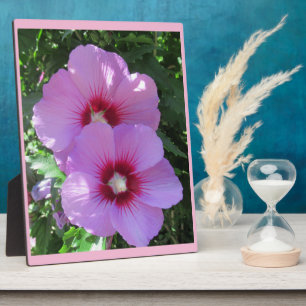 Plaque Photo Rose rose de Sharon Photo
