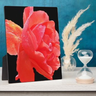 Plaque Photo Rose rouge