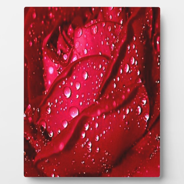 Plaque Photo Rose rouge unique dans la pluie (Devant)