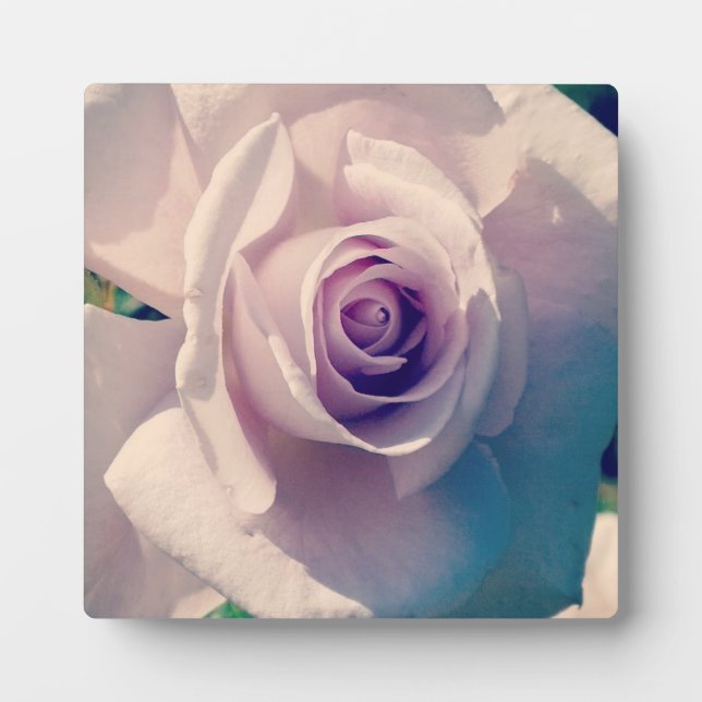 Plaque Photo Rose violet (Devant)
