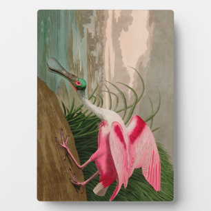 Plaque Photo Roseate Spoonbill Birds of America Audubon Print