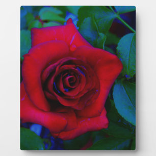 Plaque Photo Roses rouges aux tons bleus