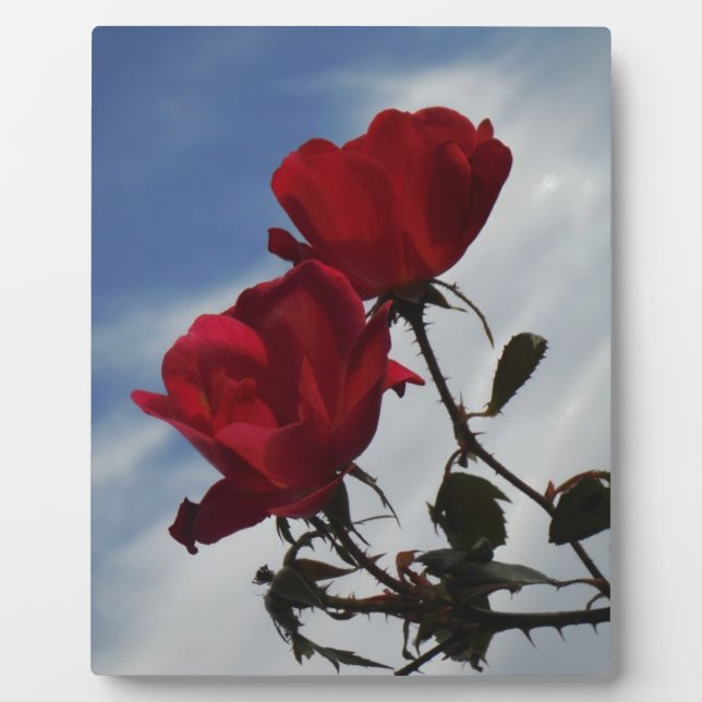 Plaque Photo Roses rouges contre un ciel bleu vif (Devant)