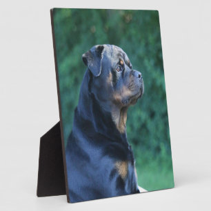 Plaque Photo Rottweiler