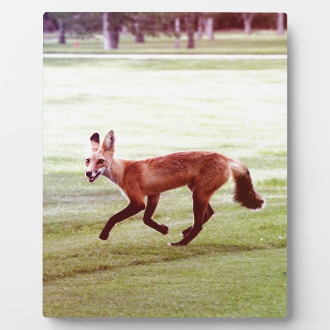 Plaque Photo running red fox photographe (Devant)