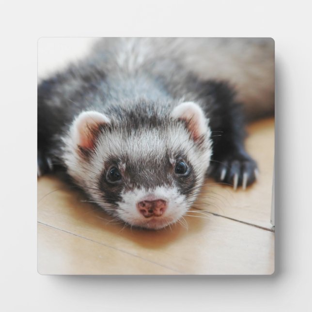 Plaque Photo Sable Ferret (Devant)