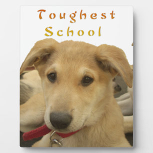 Plaque Photo Sagesse d'or : Une vision oeil de chien de l'école
