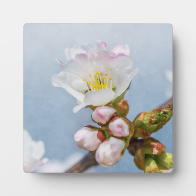 Plaque Photo Sakura Blossom (Devant)