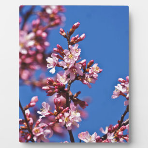 Plaque Photo Sakura Cerry Blossoms Touché Bleu