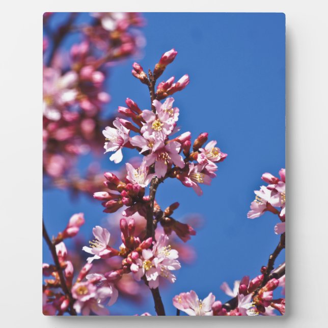 Plaque Photo Sakura Cerry Blossoms Touché Bleu (Devant)