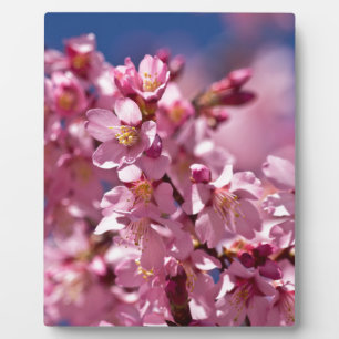 Plaque Photo Sakura Cherry Blossoms embrassés par Sunlight