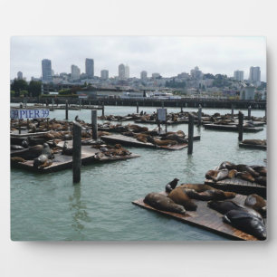Plaque Photo San Francisco et Otaries de Pier 39 Ciel de la vil