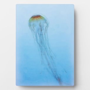 Plaque Photo Sea Nettle