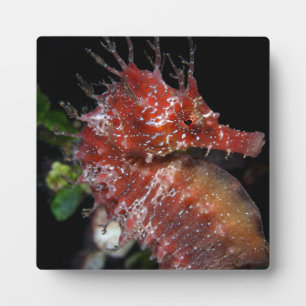 Plaque Photo Seahorse   Pony Female Begur