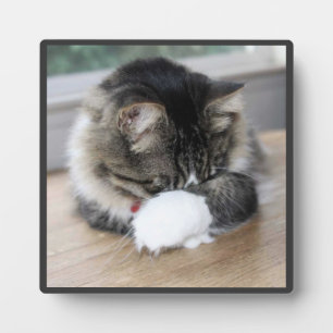 Plaque photo Shy Zorro Kitty