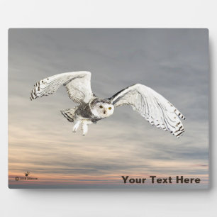 Plaque Photo Snowy Owl