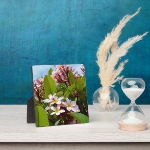 Plaque Photo Splendeur Rose, Frangipani Rose Fleurit Sur Un Arb