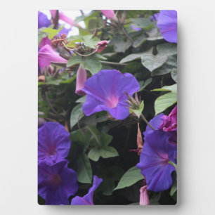 Plaque Photo Spring Morning Glories en bleu