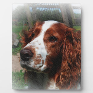 Plaque Photo Springer Spaniel Chien Art