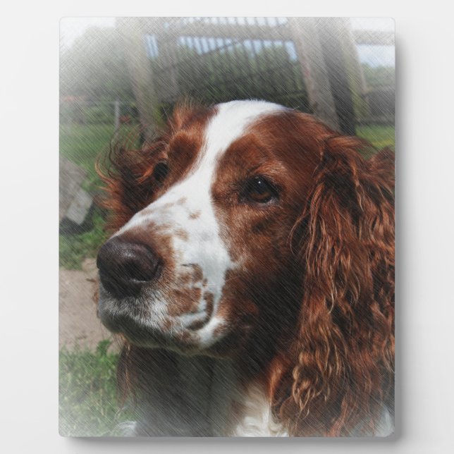 Plaque Photo Springer Spaniel Chien Art (Devant)