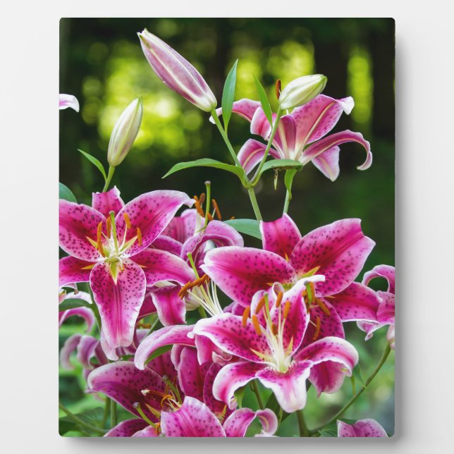 Plaque Photo Stargazer Lilies (Devant)