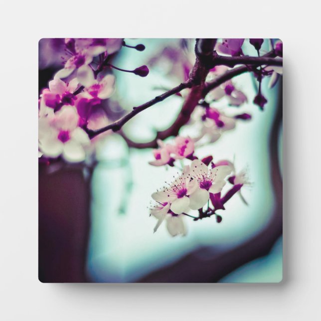 Plaque Photo Succursale en fleurs de cerisier (Devant)