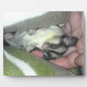 Plaque Photo Sugar Glider Sleeping in Blanket
