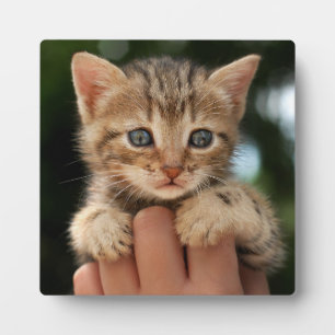 Plaque Photo Sweet Baby Kitten