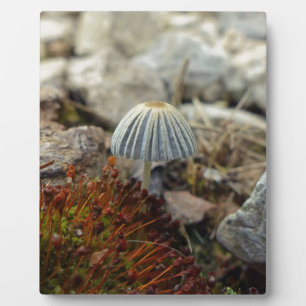 Plaque Photo Tabouret minuscule