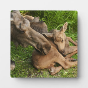 Plaque Photo Tendre Mère Moose