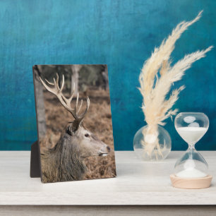 Plaque Photo The King's Deer of Richmond Park, Londres, Royaume