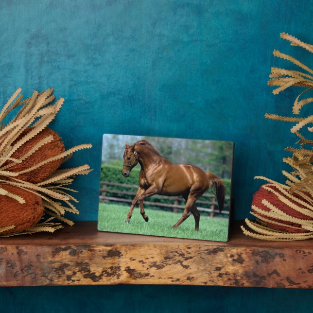 Plaque Photo Thoroughbred Stallion, Irlande (Côté)