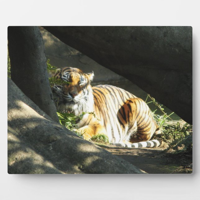 Plaque Photo Tiger Catnap (Devant)