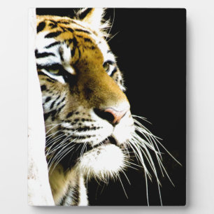 Plaque Photo Tigre