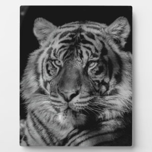 Plaque Photo Tigre noir et blanc