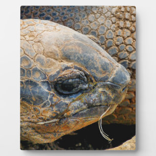 PLAQUE PHOTO TORTOISE GÉANT